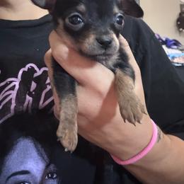 Little Man - Phantom male Poodle puppy in Buckeye, Arizona from Romano Juarez Puppies