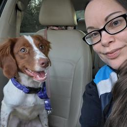 Brittany and Dachshund Puppies from Township Line Dachshunds & Brittanys
