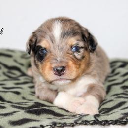 Colt - Blue merle male Australian Shepherd puppy in Crane, Missouri from Westrip Angus & Aussies