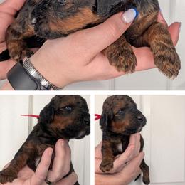 Red - Wheaten male Whoodle puppy in Kalispell, Montana from Countryman Whoodles