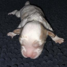 Obi-Wan - Blenheim male Cavalier King Charles Spaniel puppy in Franklin, North Carolina from Cavaliers of the County Macon