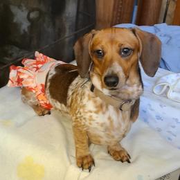 Moo - Dachshund