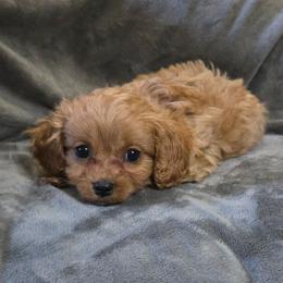 Weston - Apricot male Cavapoo puppy in Copan, Oklahoma from Tatums cavapoos