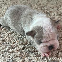 Charlie - Lilac male Boston Terrier puppy in Red Bluff, California from SunnyValley Bostons