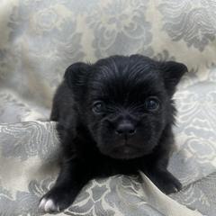 Boy 2 - male Mi-Ki puppy in Prospect Heights, Illinois from Metro Mi-kis