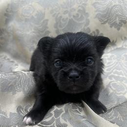 Boy 2 - male Mi-Ki puppy in Prospect Heights, Illinois from Metro Mi-kis