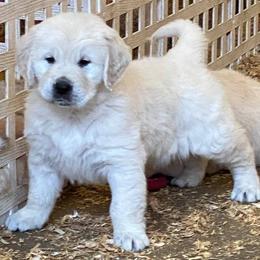Bernese Mountain Dog, Golden Mountain Dog, and Golden Retriever Puppies from Canyon Meadows Farm