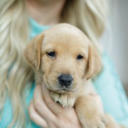 Rain - Yellow female Labrador Retriever puppy in Allons, Tennessee from UC Labradors LLC