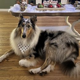 Geralt - Collie