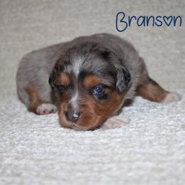 Branson - Blue merle male Australian Shepherd puppy in Crockett, Texas from Southern Paws Mini Aussies