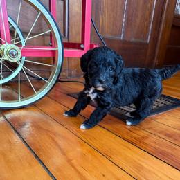 Sadie - Black female Bernedoodle puppy in Constableville, New York from Zehr’s Labradoodles & Bernedoodles