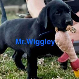 Mr. Wiggly Blue collar, Male - Black male Labrador Retriever puppy in Moore, Oklahoma from Okiehuntinboyz Labrador Retrievers