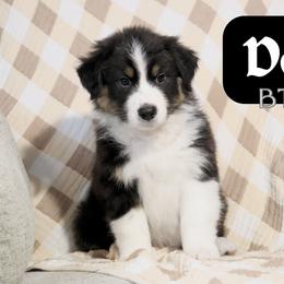Doc - Black tri-color male Australian Shepherd puppy in Keytesville, Missouri from Dogwood Lane Canine