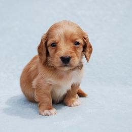 AKC Harry - Red male Dachshund puppy in Billings, Missouri from Bundles of Joy