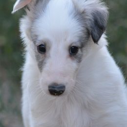 Silken Windhounds from Broadway Silken Windhounds