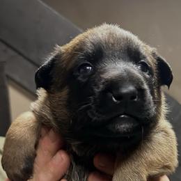 FIRST PICK MALE - Mahogany male Belgian Malinois puppy in China Spring, Texas from Childress Creek Kennels