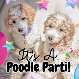 Poodles from It's A Poodle Parti!