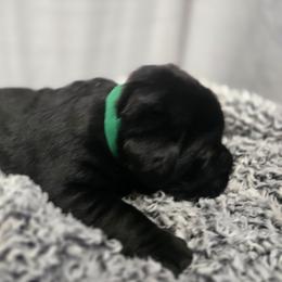 Black Male 3 - Black male Labrador Retriever puppy in Conway, Missouri from Patton's Triple Pine Farm