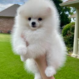 Boy 1 - White male Pomeranian puppy in Hot Springs, Arkansas from Pomeranian Empire