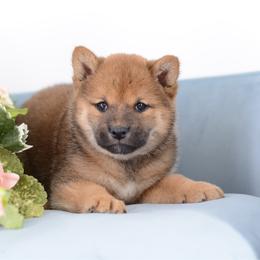 Girl 1 - Red female Shiba Inu puppy in Neosho, Missouri from Sunny Terrace Shibas