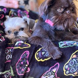 Brussels Griffon and French Bulldog All Grown Up from Team Grubb Frenchies / Grubb's Grumpy Griffs