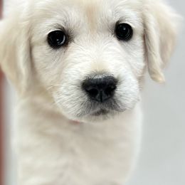Golden Retrievers from White Oak Goldens