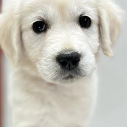 Golden Retrievers from White Oak Goldens