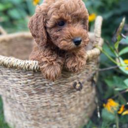 Meadow - Red female Cavapoo puppy in Putnam, Connecticut from Driftwood Acres