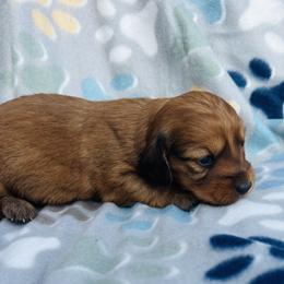 Girl 1 - Red female Dachshund puppy in Oklahoma from DRB Dachshunds