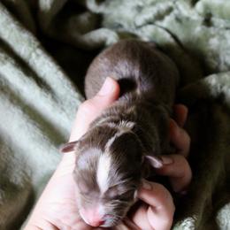 Girl 1 - female Australian Shepherd puppy in Brooker, Florida from The Great Bambino SunState Aussies!