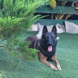 Reddy - Belgian Malinois