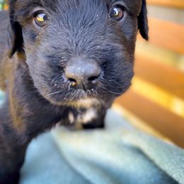 Bernedoodle and Siberian Husky Puppies from Timberline Paws
