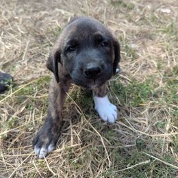 Boy 4 White Boy - Brindle male Anatolian Shepherd Dog puppy in Cleveland, Minnesota from Schmahl Family Farms