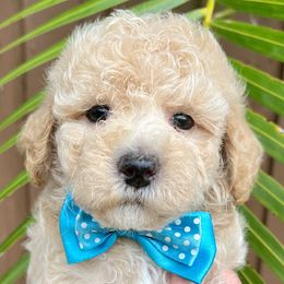 Goldendoodle and Sheepadoodle Puppies from Daisy Doodles LLC