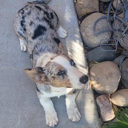Stella - Cardigan Welsh Corgi