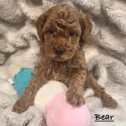 Bear - Red  male Poodle puppy in Traverse City, Michigan from Riyem Wildflower Farms