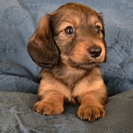 Girl 2 - Red female Dachshund puppy in Lucedale, Mississippi from Marilyn's Dachshunds
