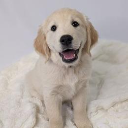 Golden Retriever Puppies from Mountain Sky Goldens   https://youtu.be/30SVQesEtig?si=CMjASv_Tza1VKSNt