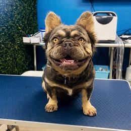 Chloe - French Bulldog