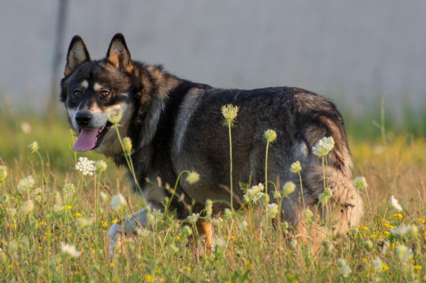 Gerberian Shepsky