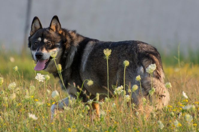 Gerberian Shepsky