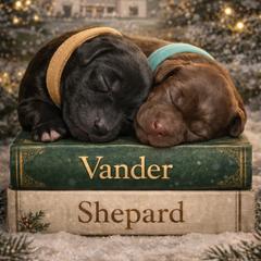 Double Doodle Puppies from Rock Creek Doodles