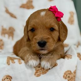 Pink collar BARBIE - Apricot female Goldendoodle puppy in Salem, Utah from Aspen Doodles