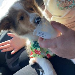 Shetland Sheepdog Puppies from DK'S Sassy River Shelties