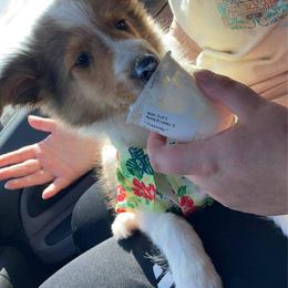 Shetland Sheepdog Puppies from DK'S Sassy River Shelties
