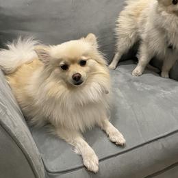 Lily - Pomeranian