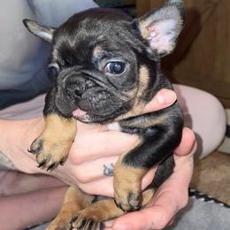 Little Deebo - Fawn brindle and white male French Bulldog puppy in Paso Robles, California from 805 Founding Frenchies