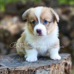 Clifford - Sable and white male American Corgi puppy in Cameron, North Carolina from Butts Family Corgis