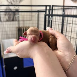 Nala - Pink Band Girl - Red  female Poodle puppy in Plainfield, New Jersey from Caris Paws Poodles and Labradoodles