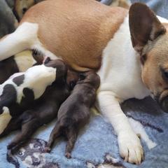 French Bulldogs from White Marsh Farm